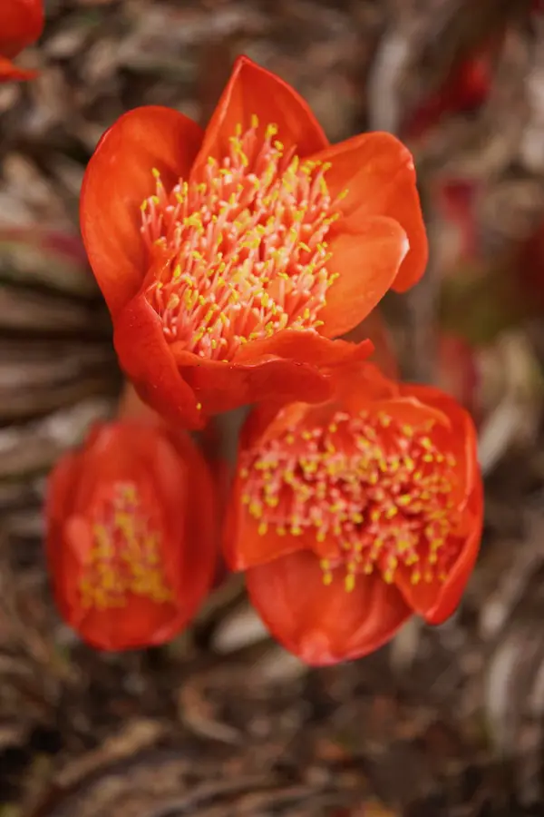 Blood lily (1)